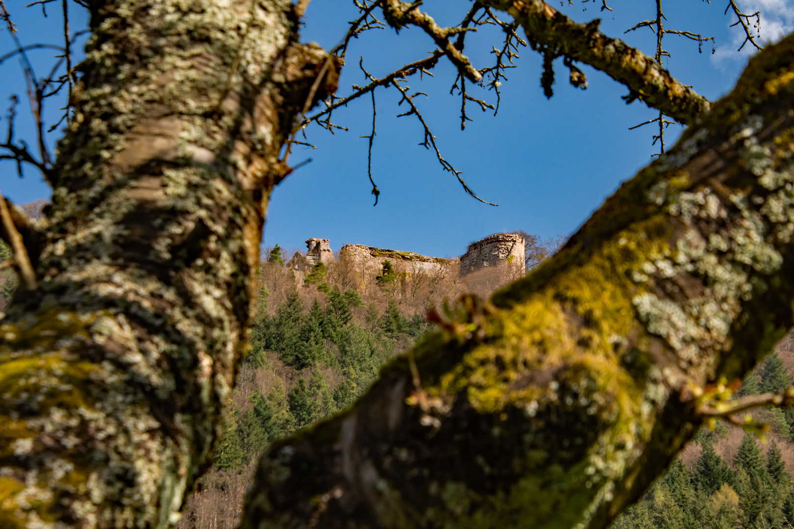 Burgruine Neuscharfeneck