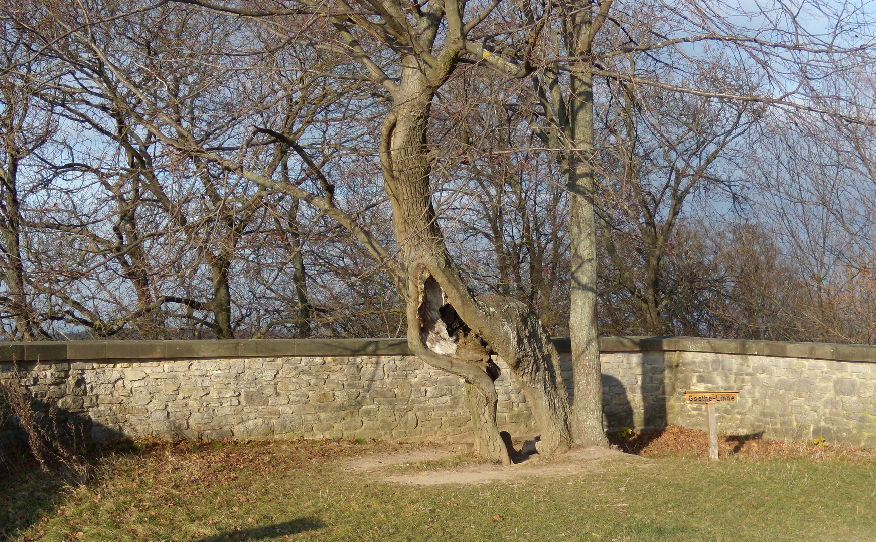 Burgruine -Plesse ,Goethe-Linde.