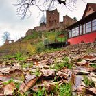 Burgruine Schauenburg im Advent