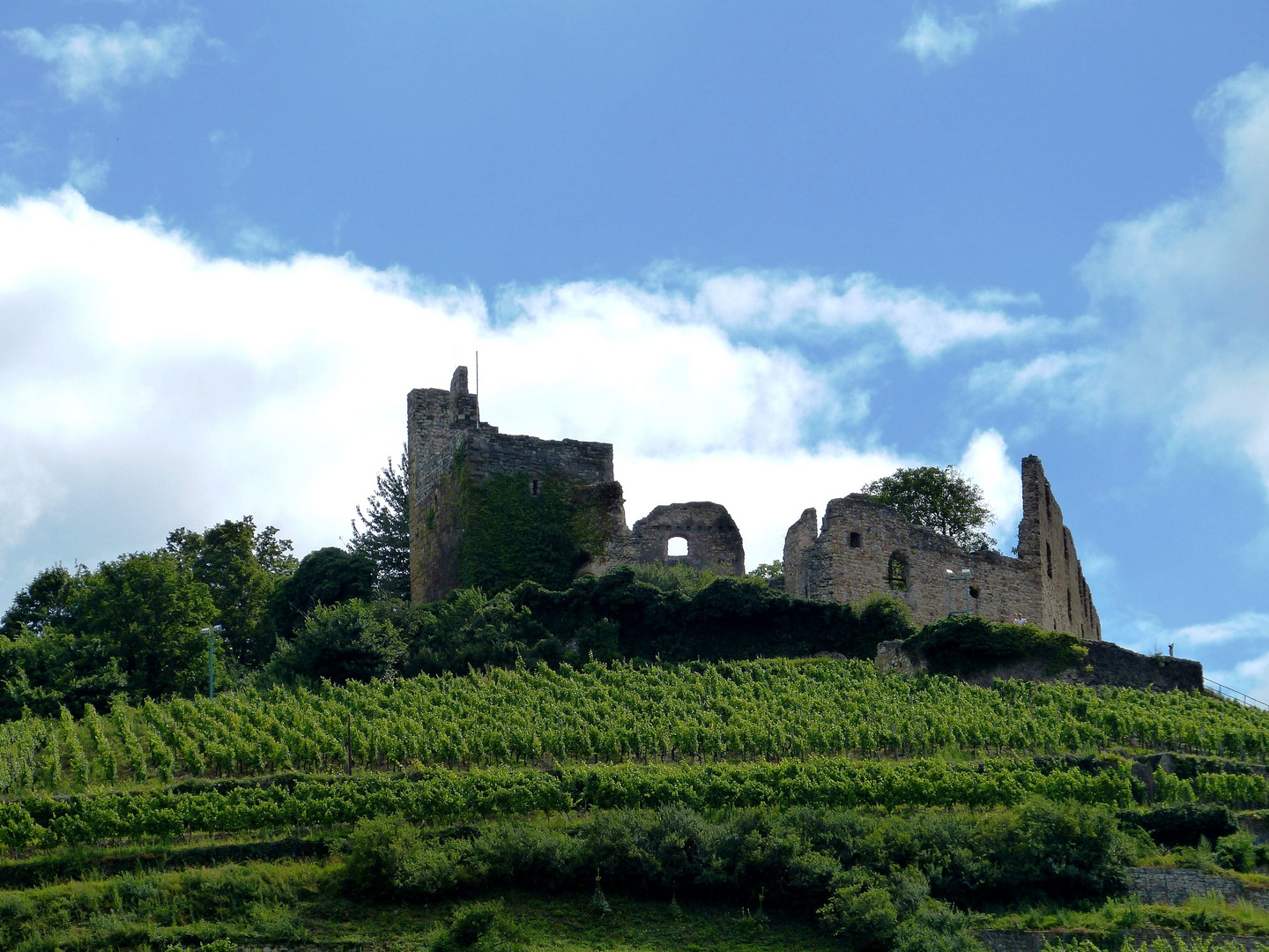 Burgruine über Staufen/Br.