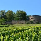 Burgruine Weibertreu bei Weinsberg - Hoch über den Weinbergen