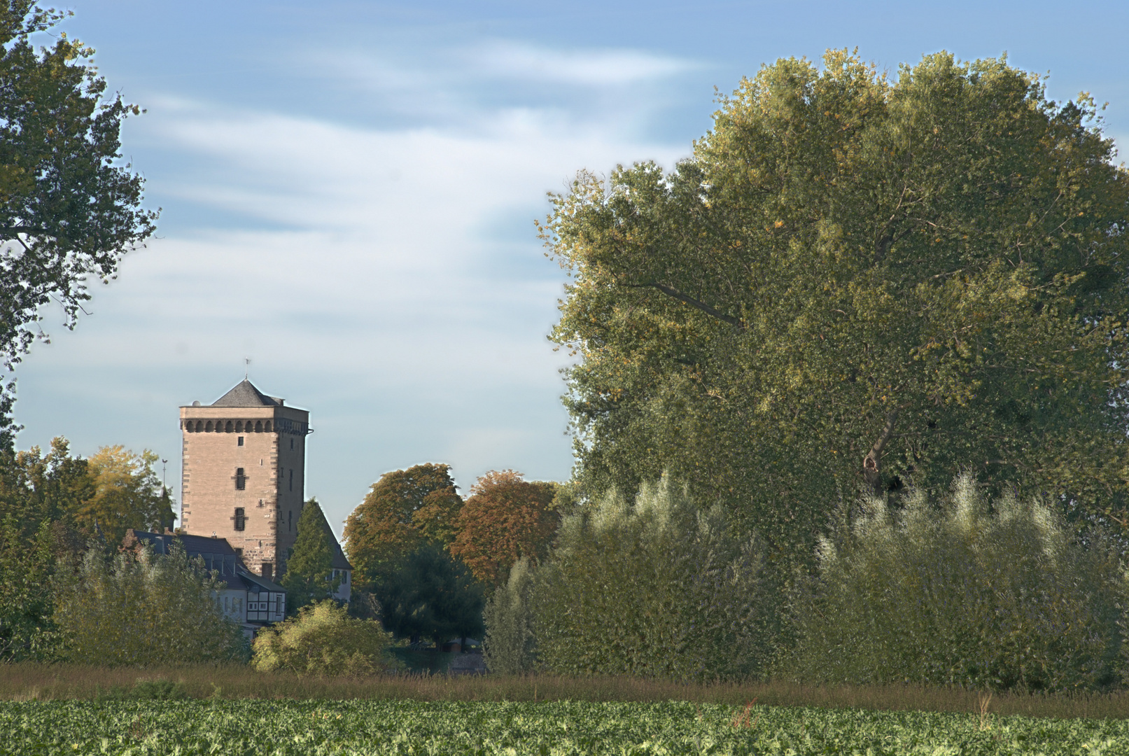 Burgturm bei Zons am Rhein