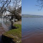  Burgunderblutalge am Hallwilersee / Kt. AG / Schweiz