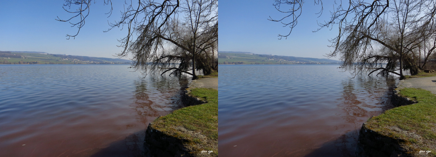  Burgunderblutalge am Hallwilersee / Kt. AG / Schweiz