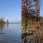 Burgunderblutalge am Hallwilersee / Kt. AG / Schweiz