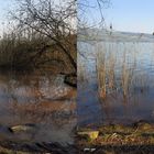  Burgunderblutalge am Hallwilersee / Kt. AG / Schweiz