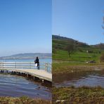  Burgunderblutalge am Hallwilersee / Kt. AG / Schweiz