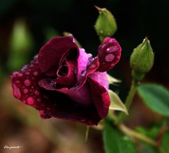 Burgundy ice