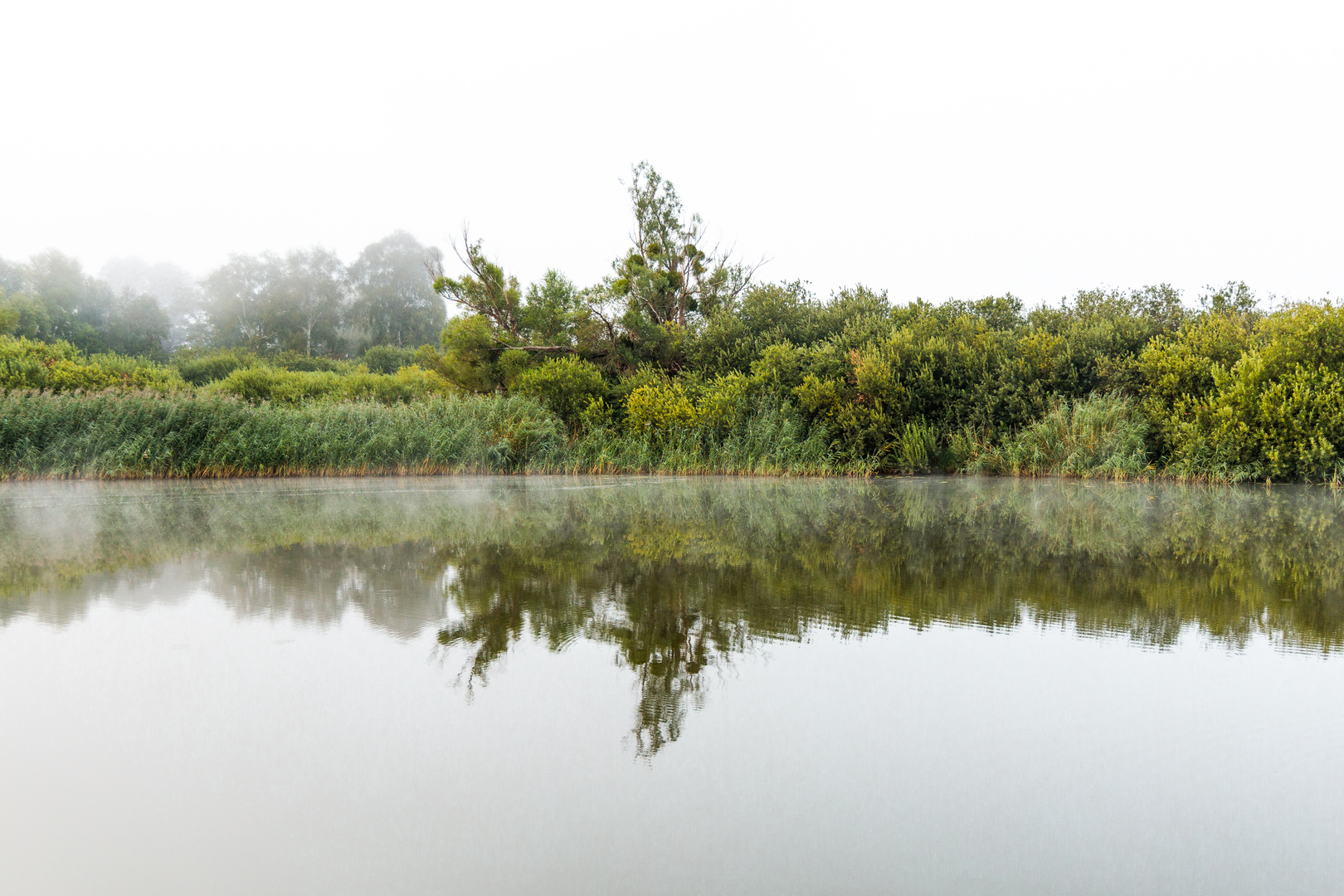 Burgwallinsel im Nebel