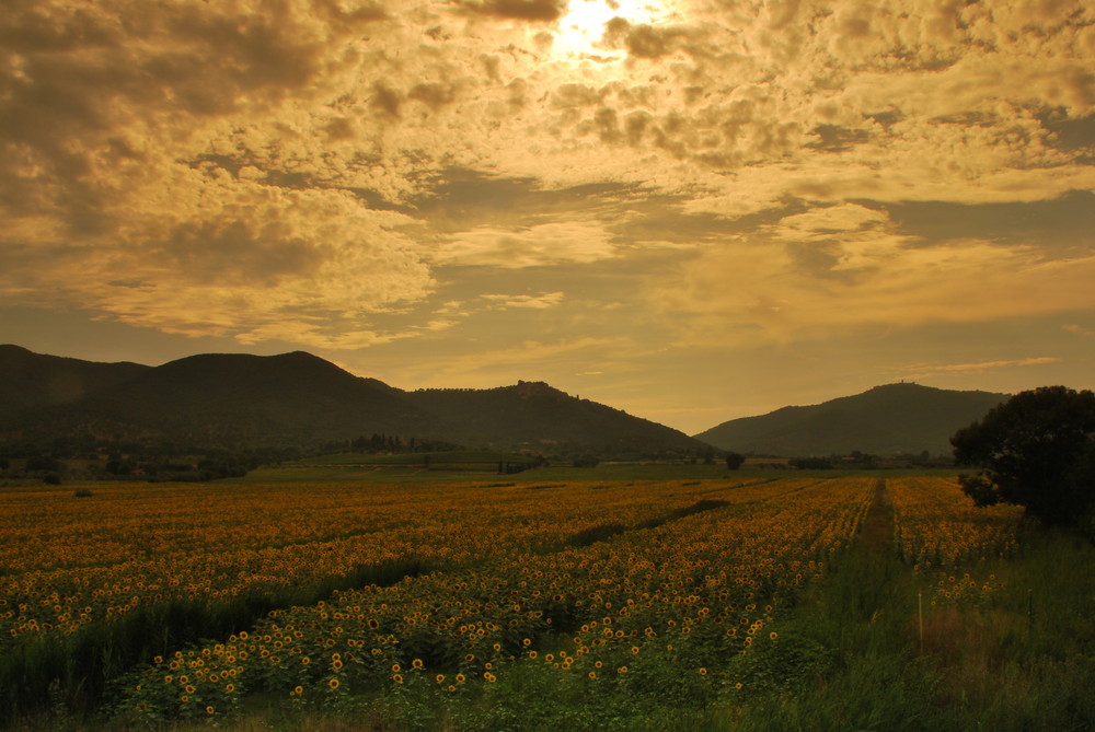 Buriano con un tocco di giallo