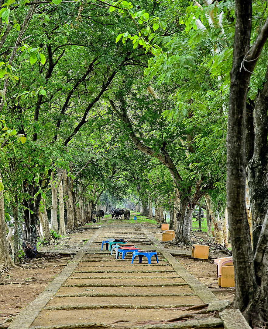 Buriram - Allee entlang dem grossen Baray