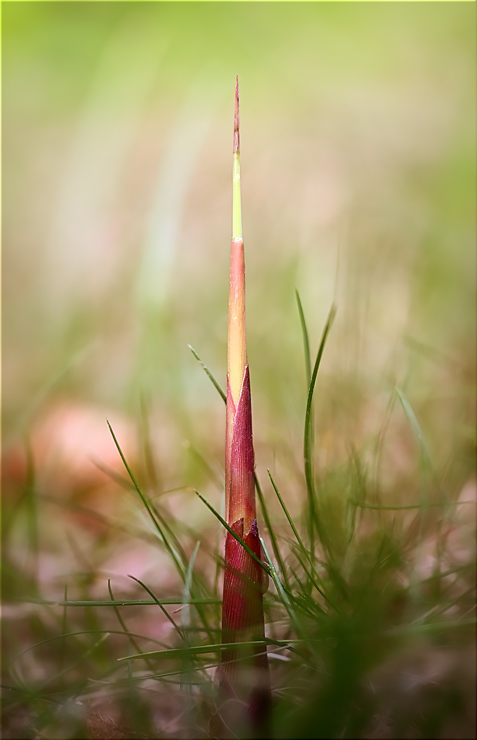 burj khalifa bei mir im garten meiner ist sogar höher ...