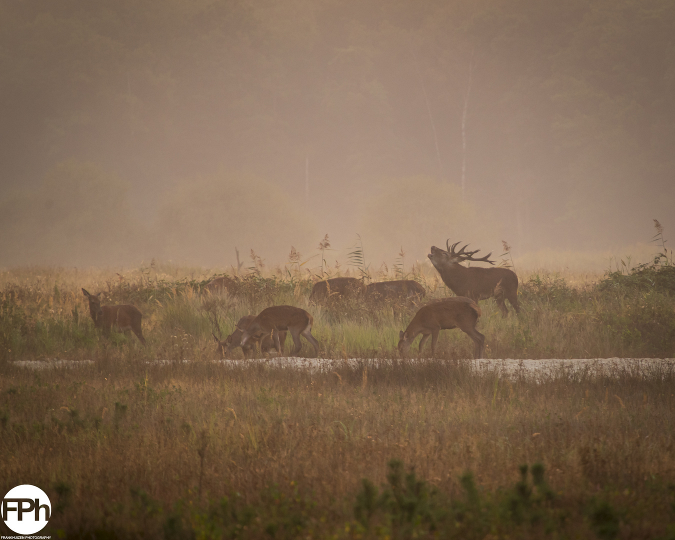 Burling red deer with a group of hinds