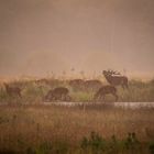 Burling red deer with a group of hinds