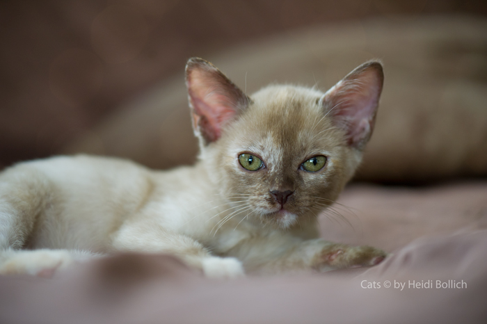 Burma Kitten / 1