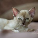 Burma Kitten / 1