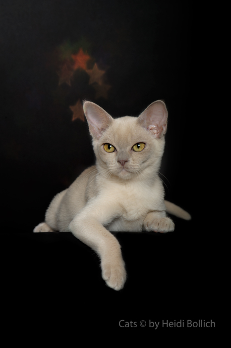 Burma Kitten / 2