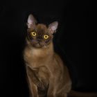 Burma Kitten / 3