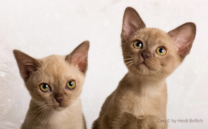 Burma Kittens / 1
