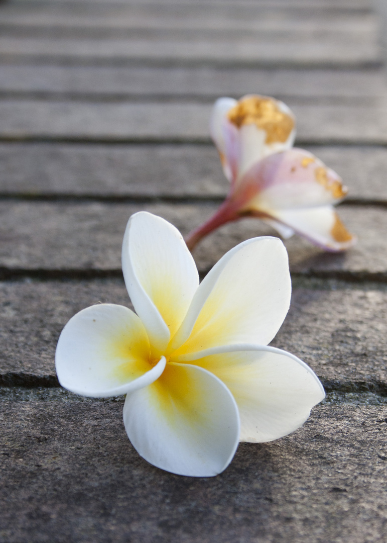 Burmesische Blume nach Regen