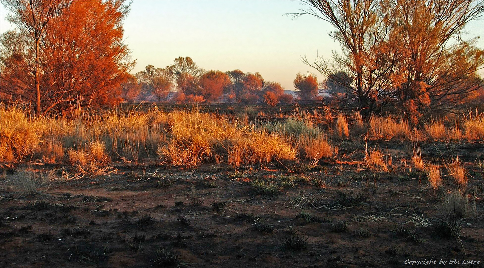 * burned  / Mac Donnell  Ranges *