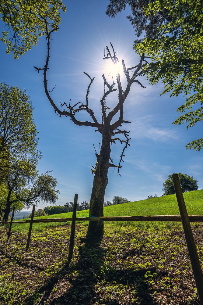 burned tree