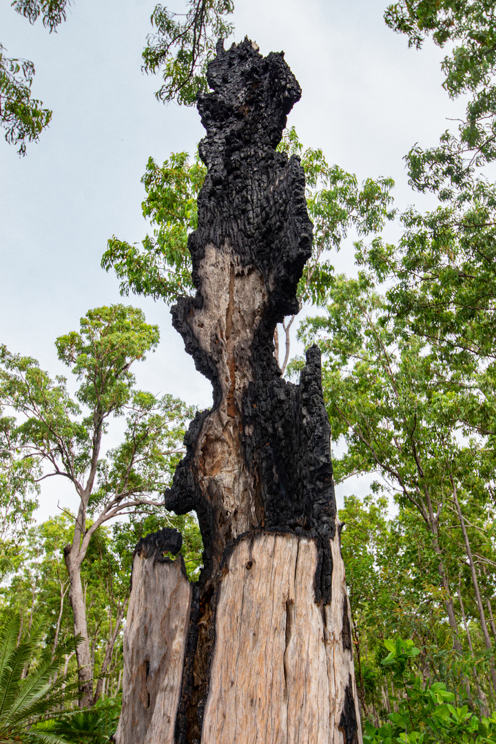 Burned Tree Trunk