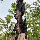Burned Tree Trunk