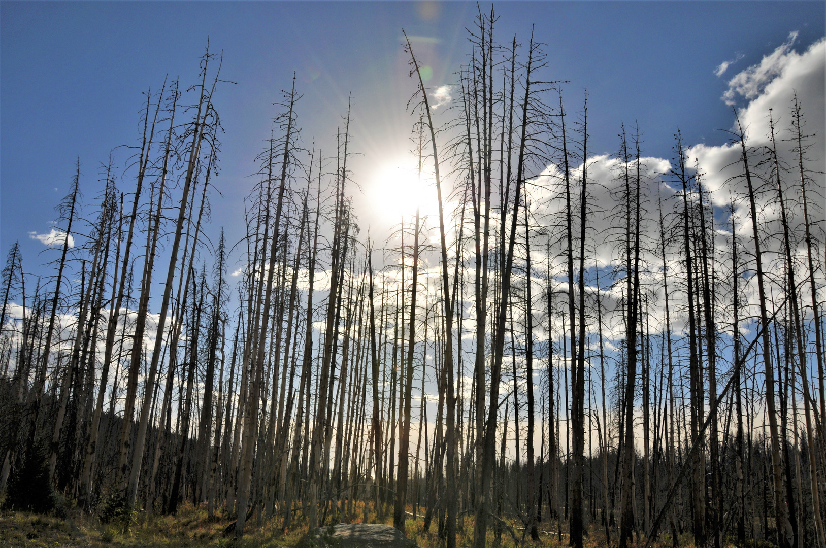 Burned Trees