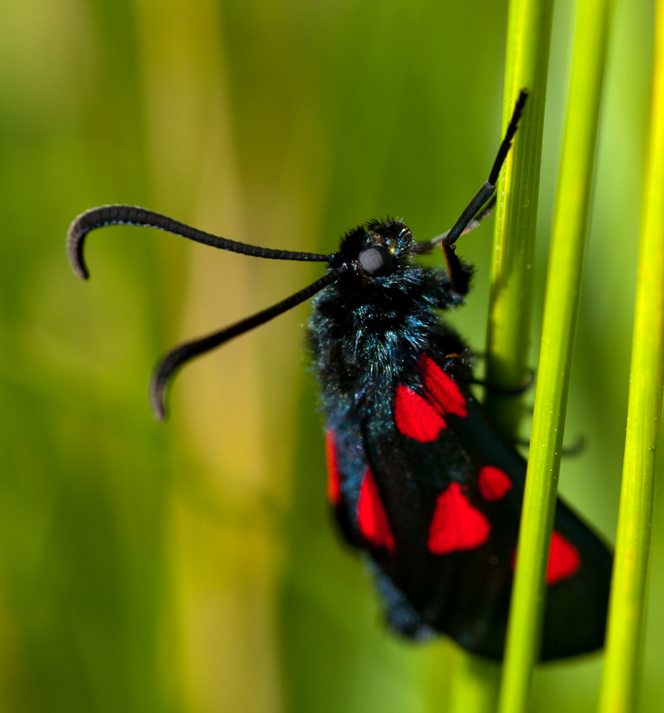 Burnet Moth