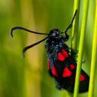 Burnet Moth