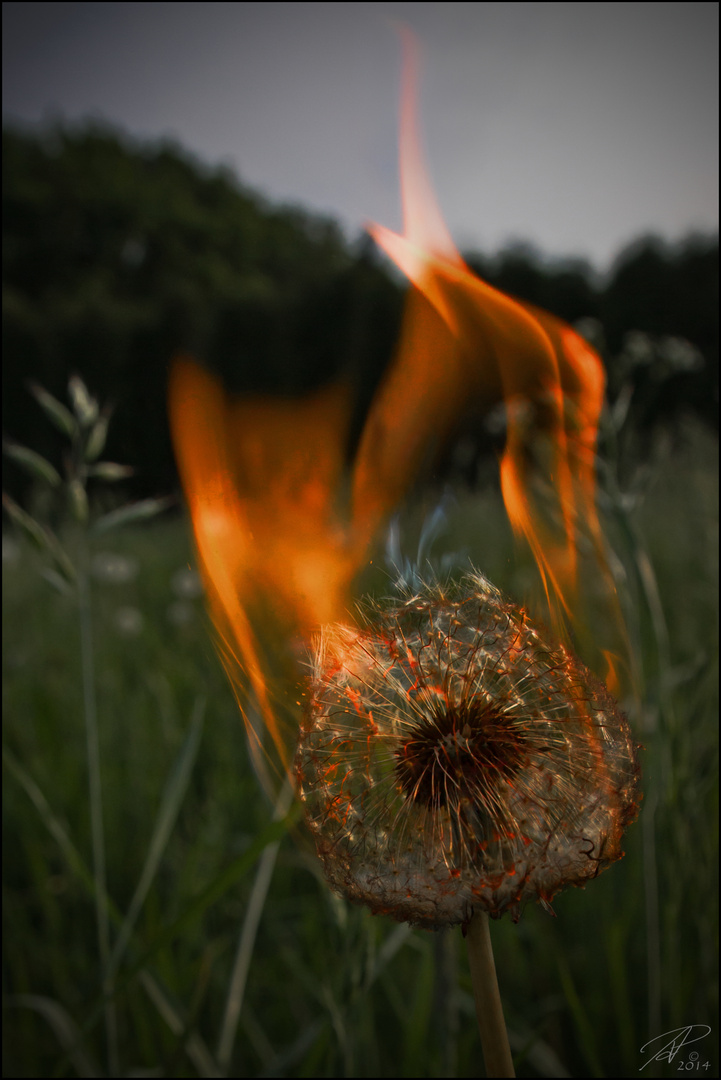 . burning BLOWBALL .