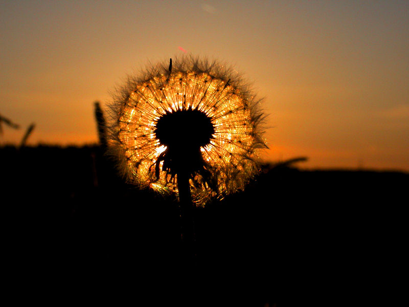 Burning Blowball