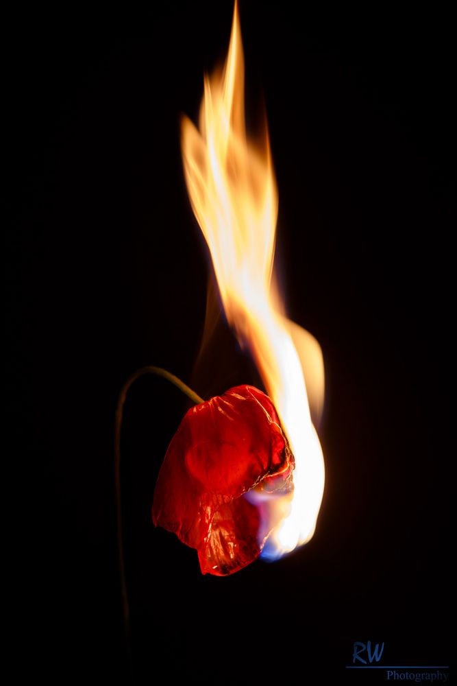 Burning Corn-Poppy