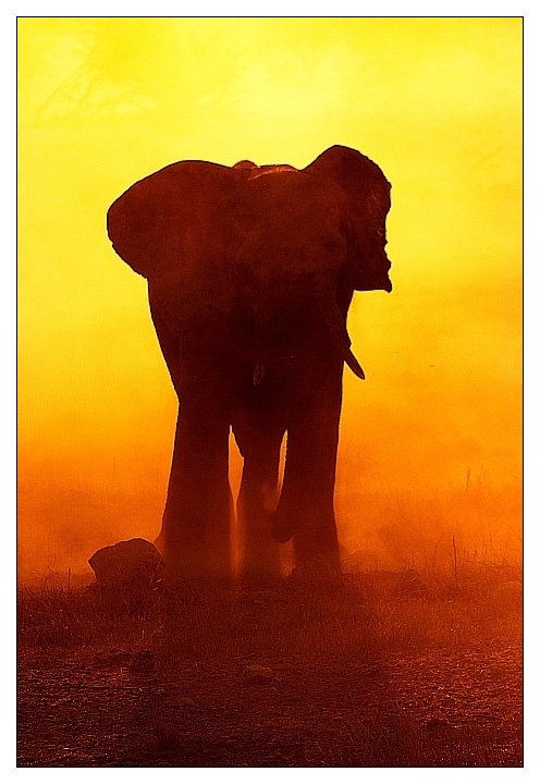 Burning Elephant - reloaded -