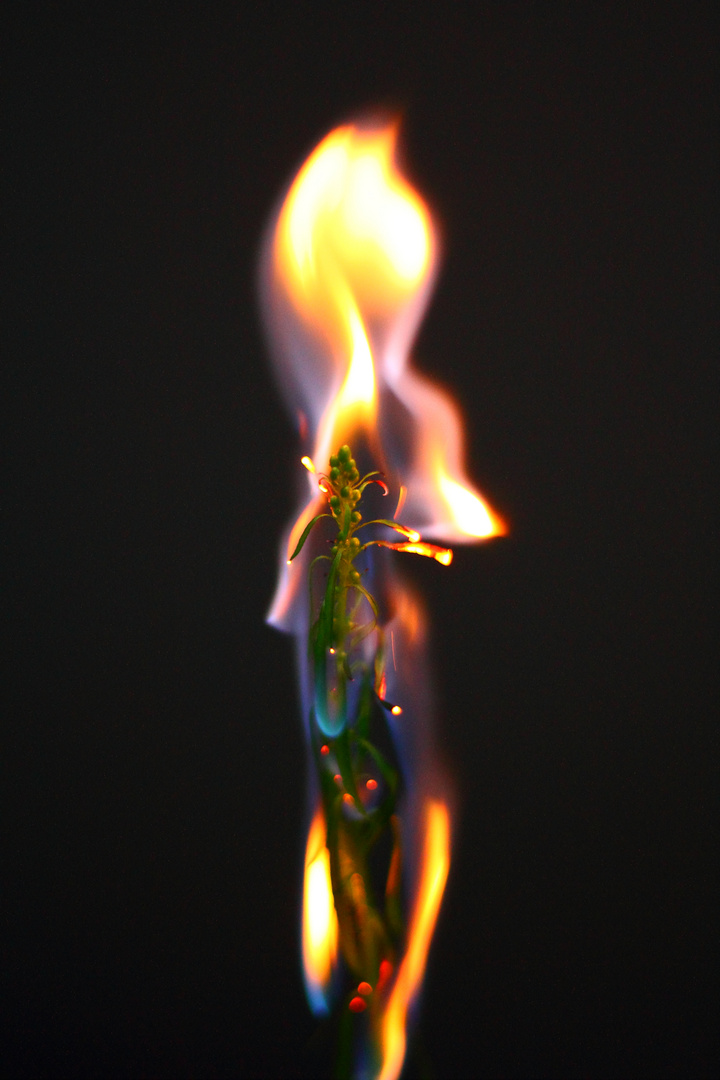 Burning Flower