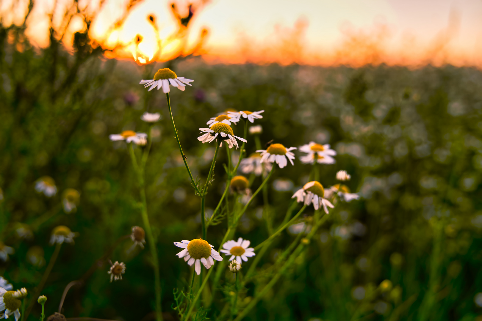 Burning Flower