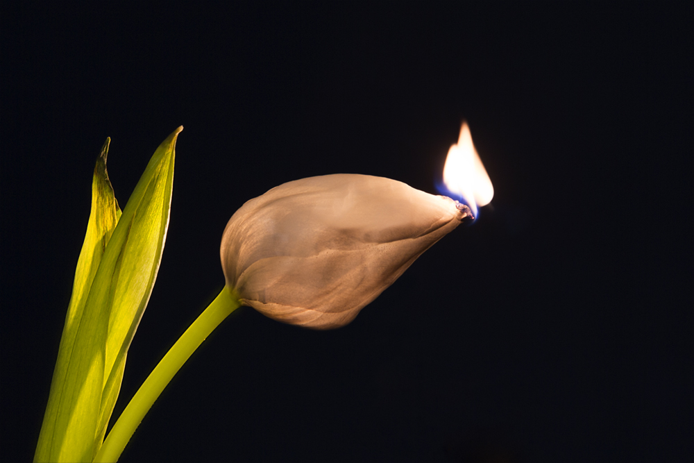Burning Flower