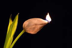 Burning Flower