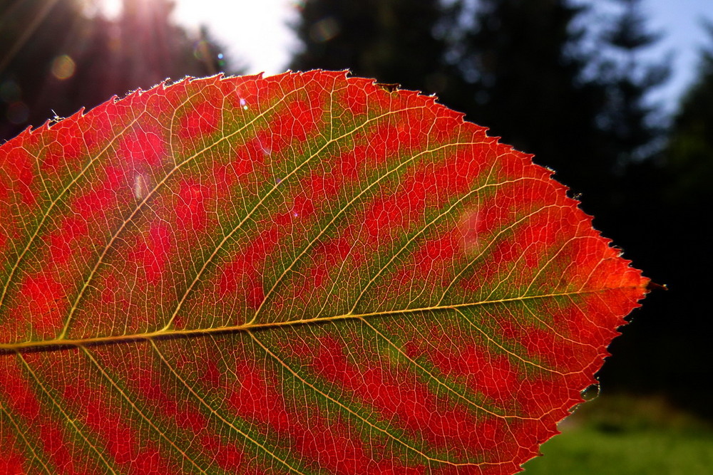 Burning Leaf