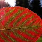 Burning Leaf