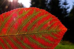 Burning Leaf