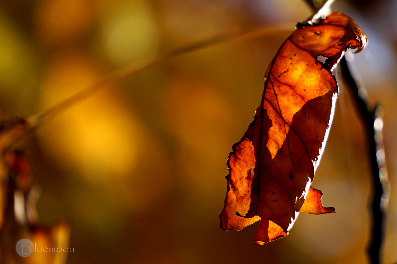 burning leaf