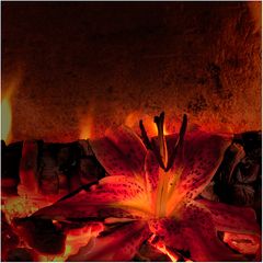 burning lily