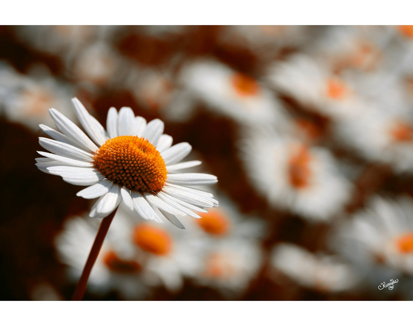 Burning Marguerites!