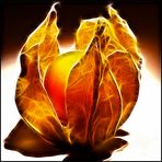 burning physalis