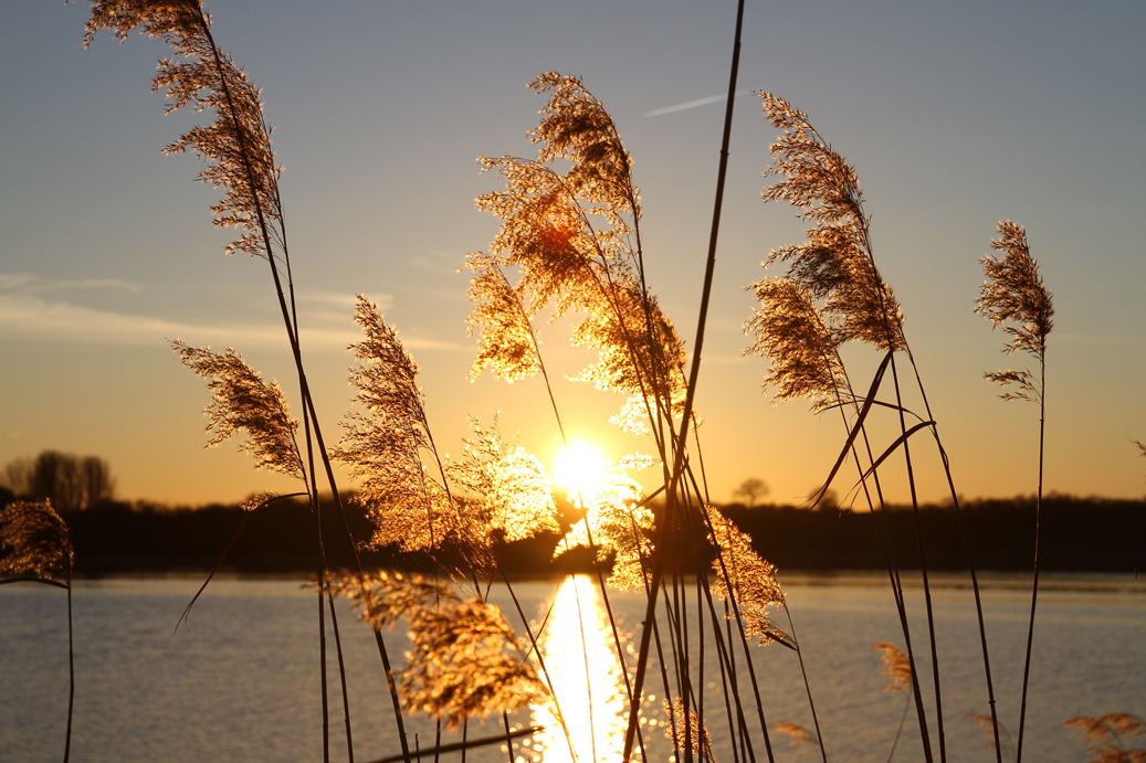 Burning Reeds?