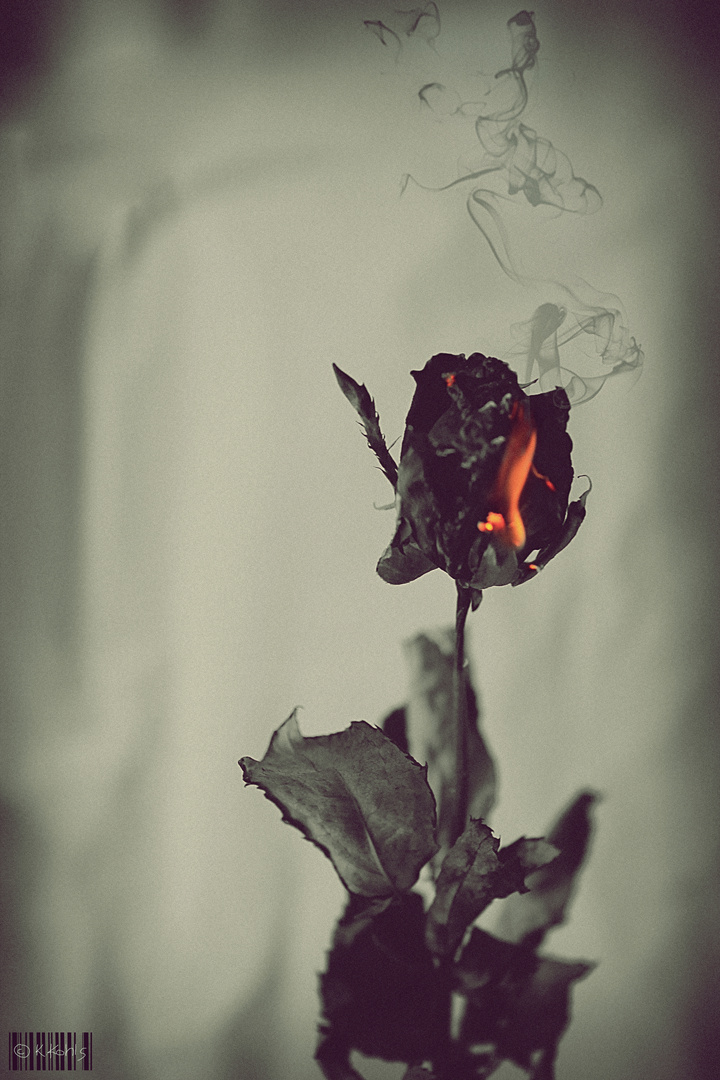 Burning Rose