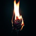 Burning Rose