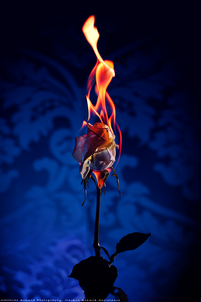 burning rose